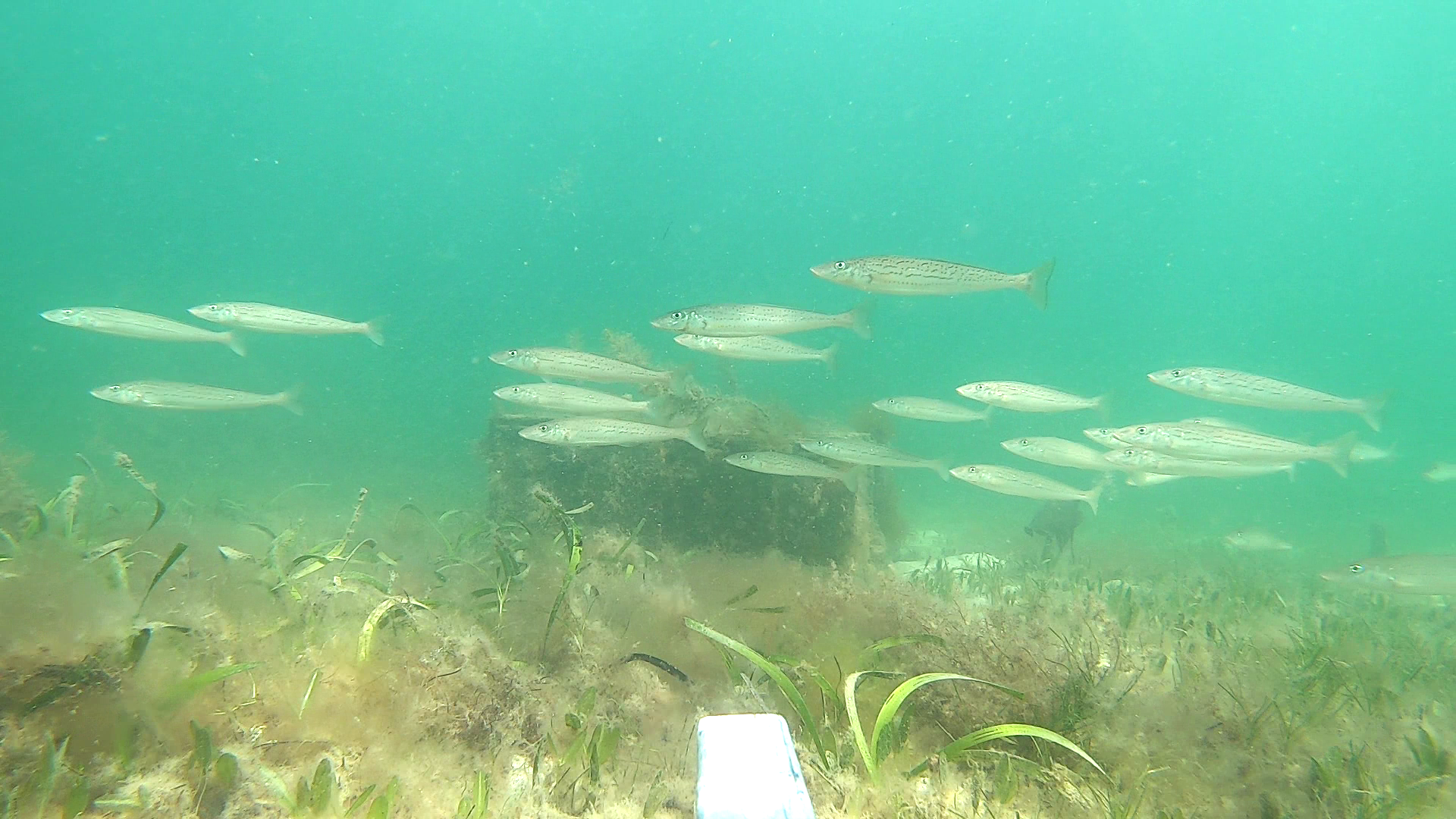 Remote underwater video vision of King George whiting near Kingscote, Kangaroo Island.  