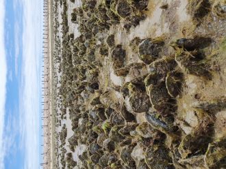 Razorfish return to Port Adelaide 