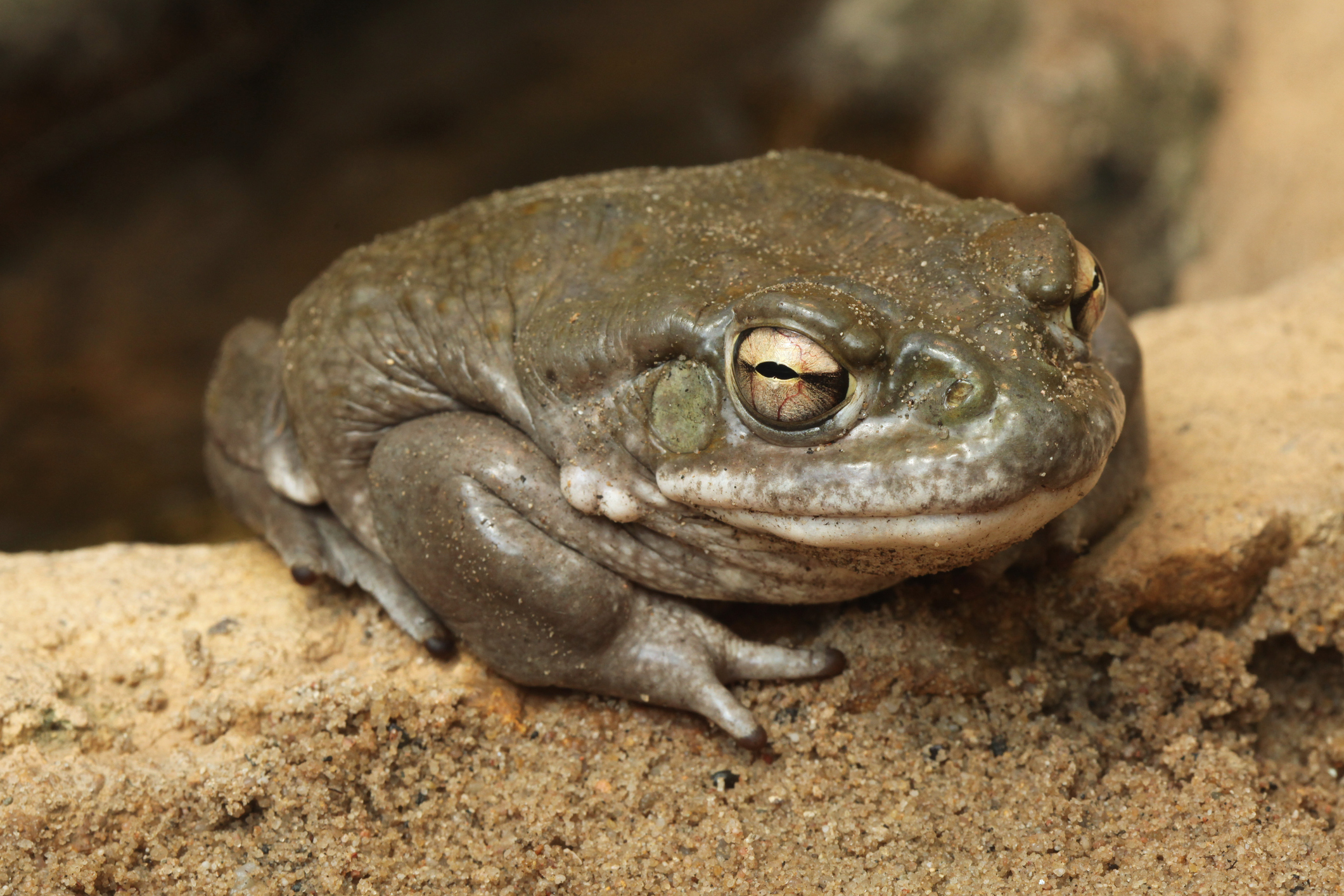 The Colorado river toad (Incilius alvarius), also known as the Sonoran desert toad, is being traded on the dark web. Photo: iStock
