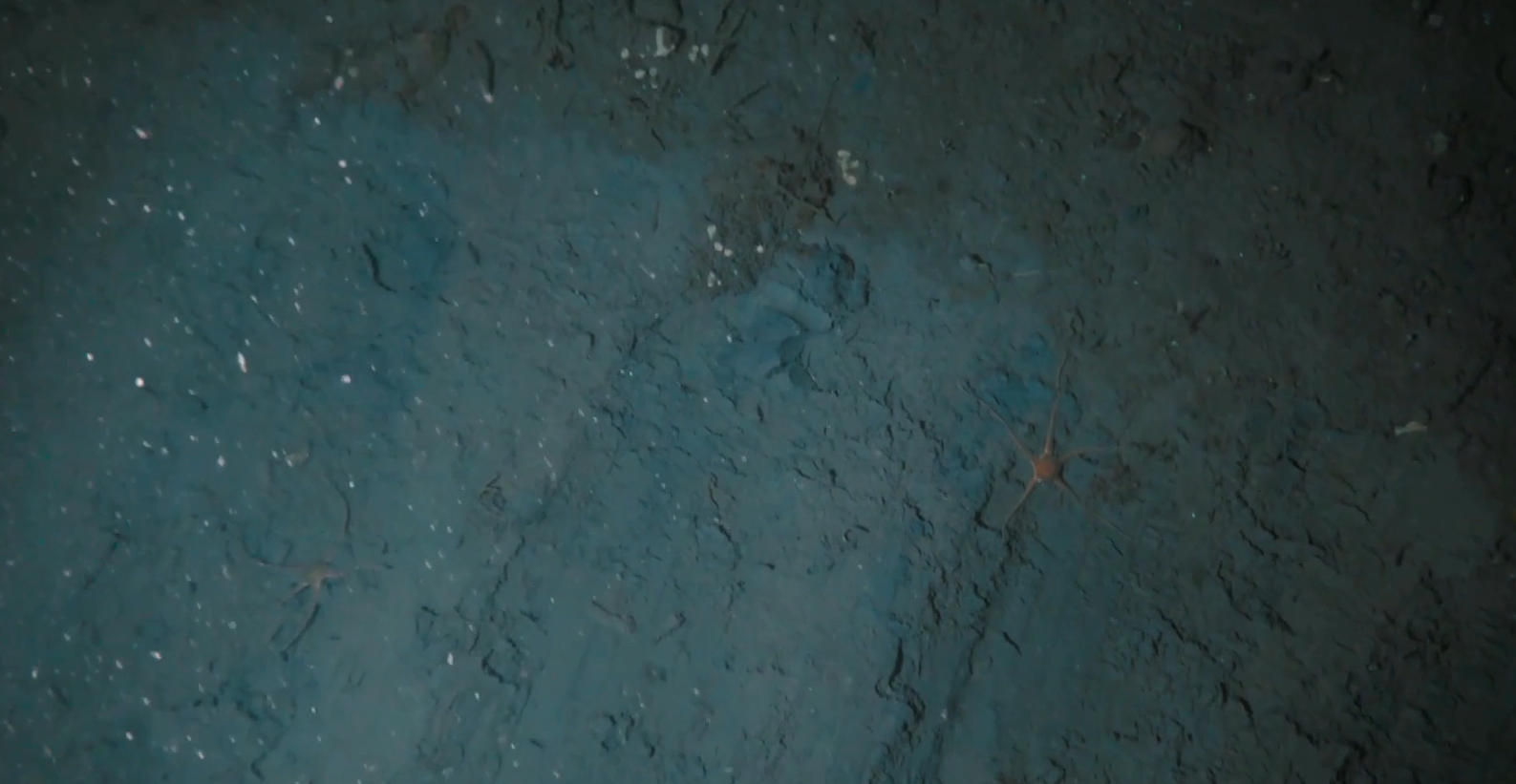 Screenshot from 'Chain damage next to undisturbed seafloor' video. Credit: Matt Mulrennan/KOLOSSAL