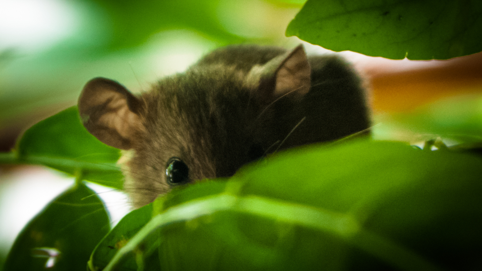 PHOTO: Asith costa - Own work, CC BY-SA 4.0, https://commons.wikimedia.org/w/index.php?curid=90531804