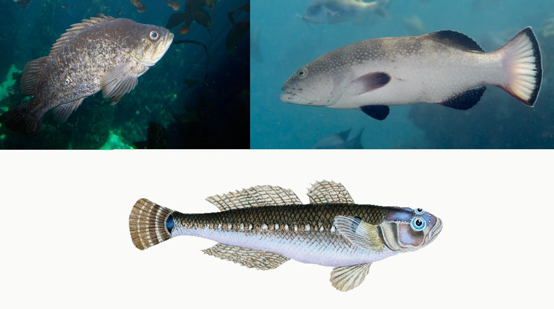 Rockfishes (Sebastidae), sea basses and groupers (Serranidae) and gobies (Gobiidae) had an “important proportion” of species predicted as Threatened.  Credit (clockwise): Brian Gratwicke, Richard Zerpe, and Edward Donovan (CC BY 4.0)