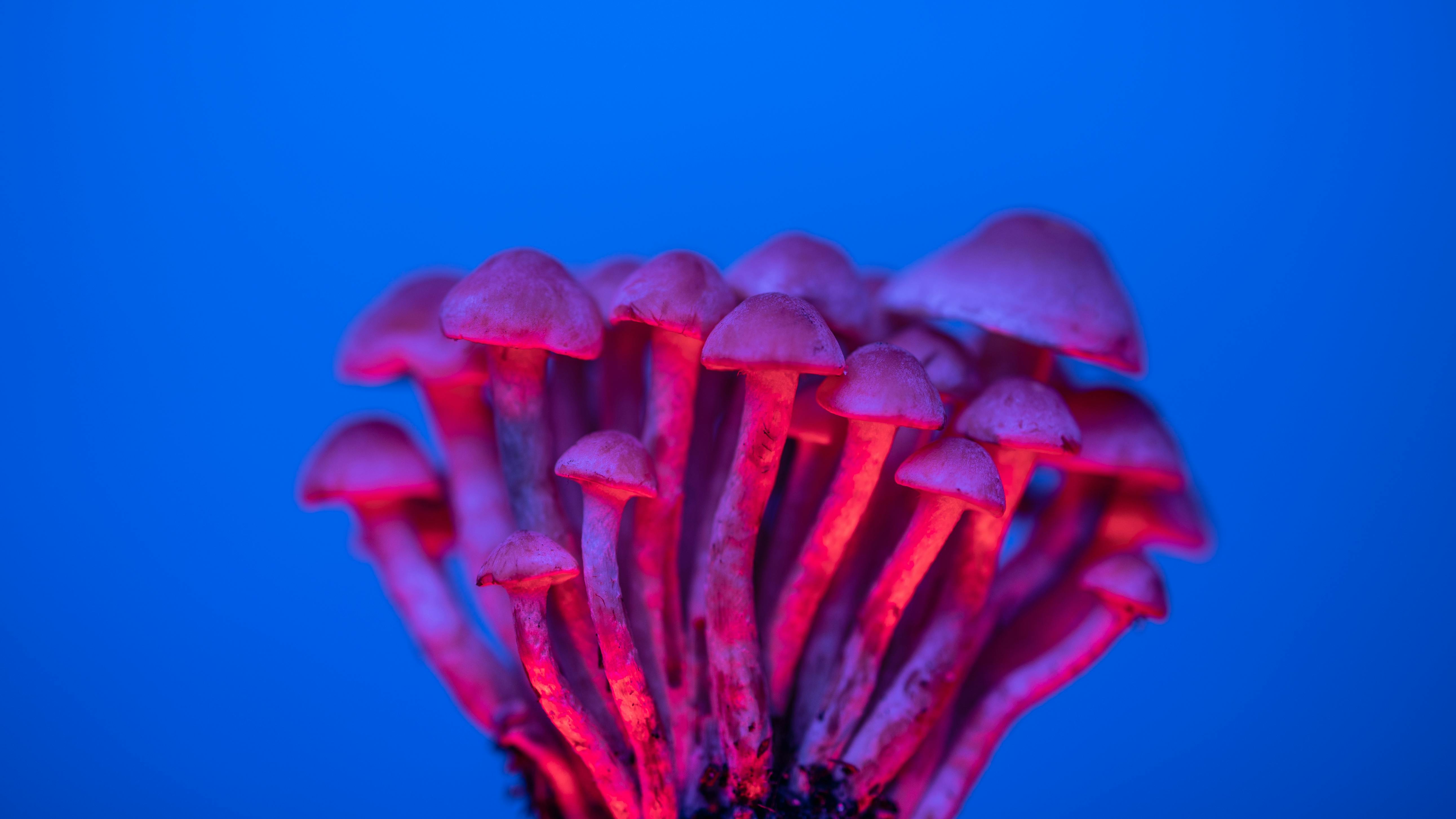 CC-0. https://www.pexels.com/photo/macro-photography-of-a-psilocybin-mushroom-13695325/