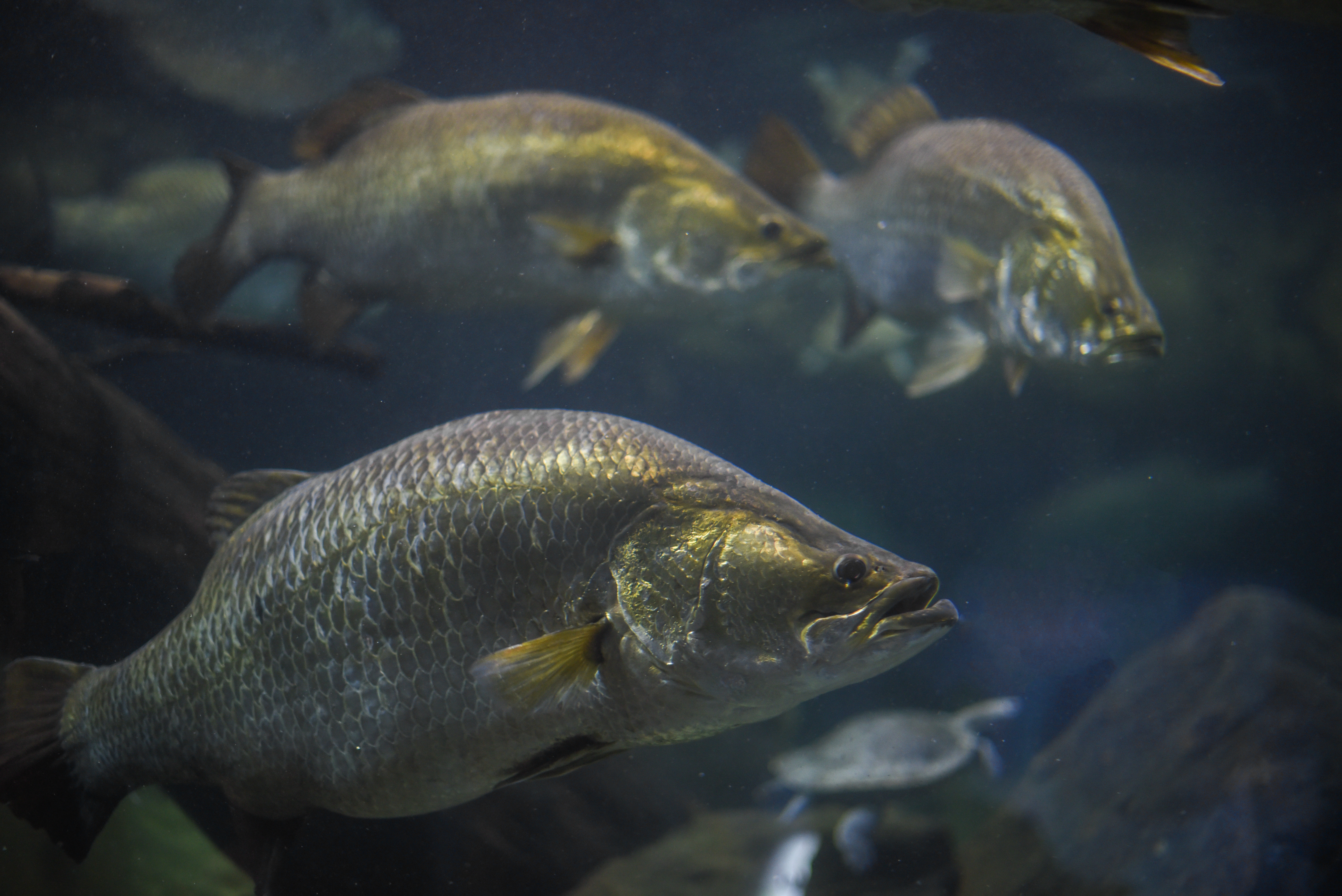 Wild and farmed barramundi are virus free in Australia, but unchecked the ISKN virus poses a threat to fisheries. Source: Shutterstock