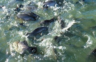 Barramundi farming in Australia is free of the ISKN virus. 