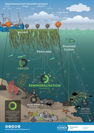 Carbon cycle within seaweed farms