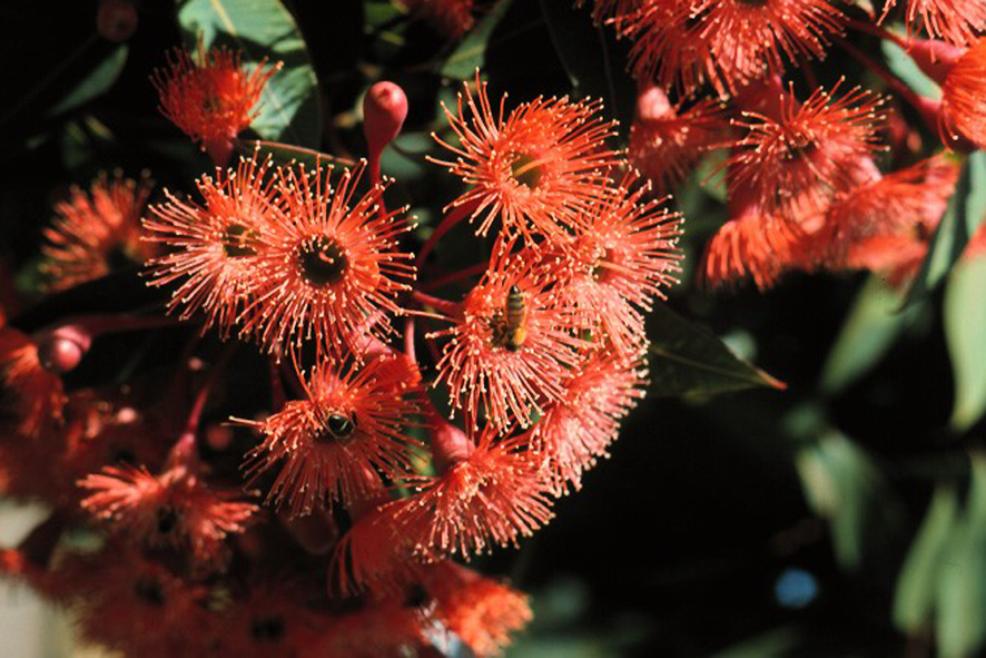 Red flowering gum. Image credit Brad Potts.