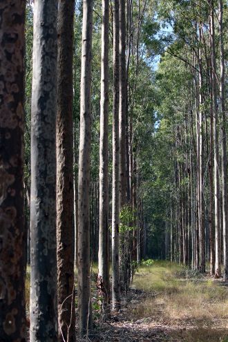 Spotted gum plantation - image by David Lee