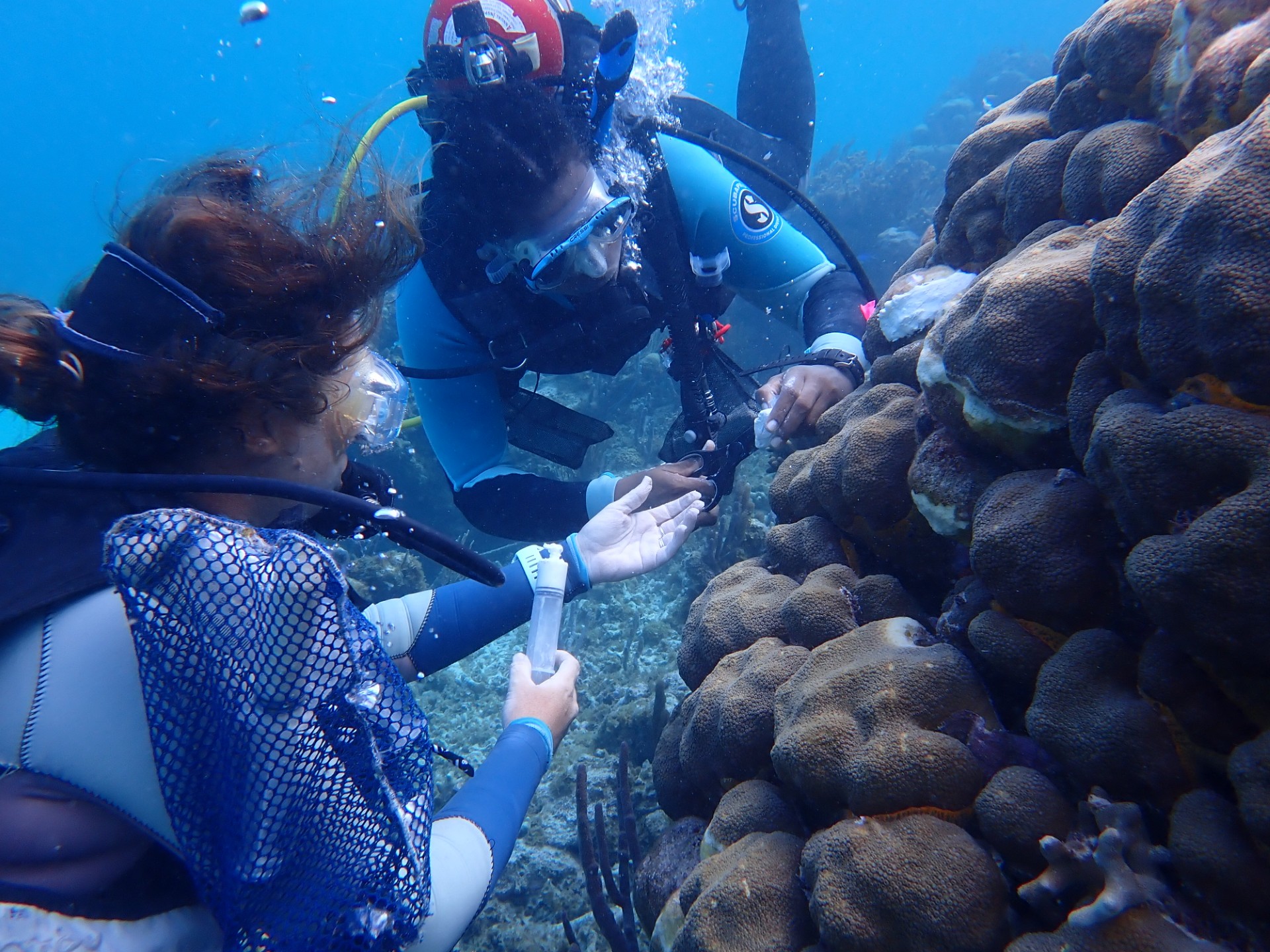 The study’s co-authors Argel Horton and Laura Arton apply the chlorine paste to a large coral (Orbicella annularis). The bright white area is where the treatment has already been applied. Image: Dr Graham Forrester.