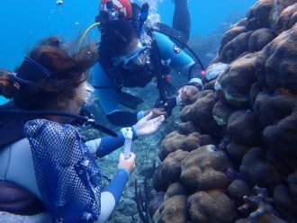 Study authors treat a large coral with chlorine paste (white areas)