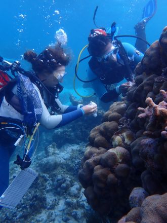 The researchers apply the chlorine paste to a large coral with several lesions.