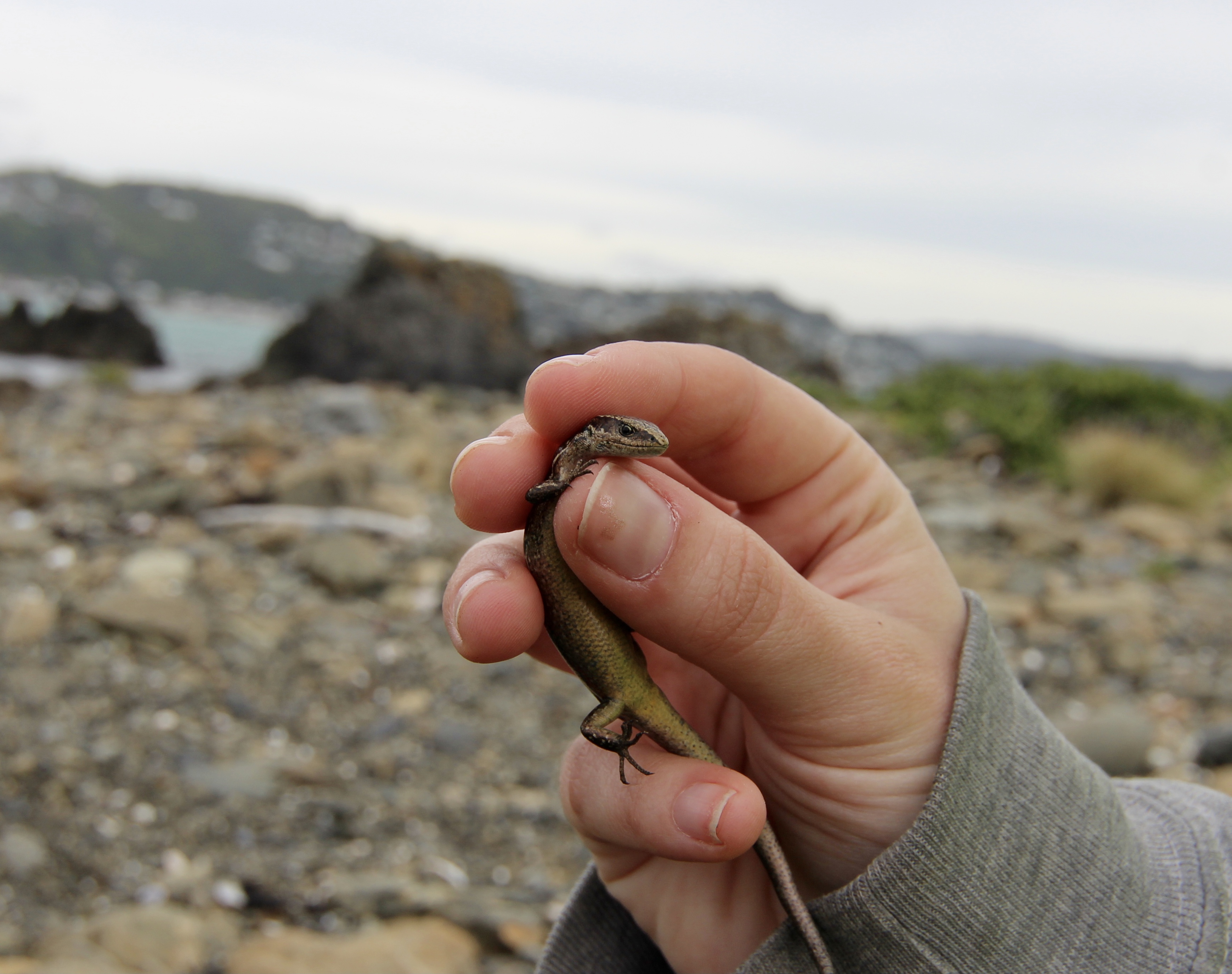 Credit: Maddie Deacon