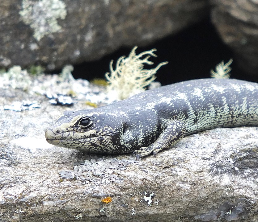 Mike Dickison -  CC BY 4.0, https://commons.wikimedia.org/w/index.php?curid=76905337