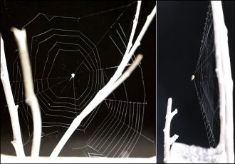 Two views of a slingshot spider