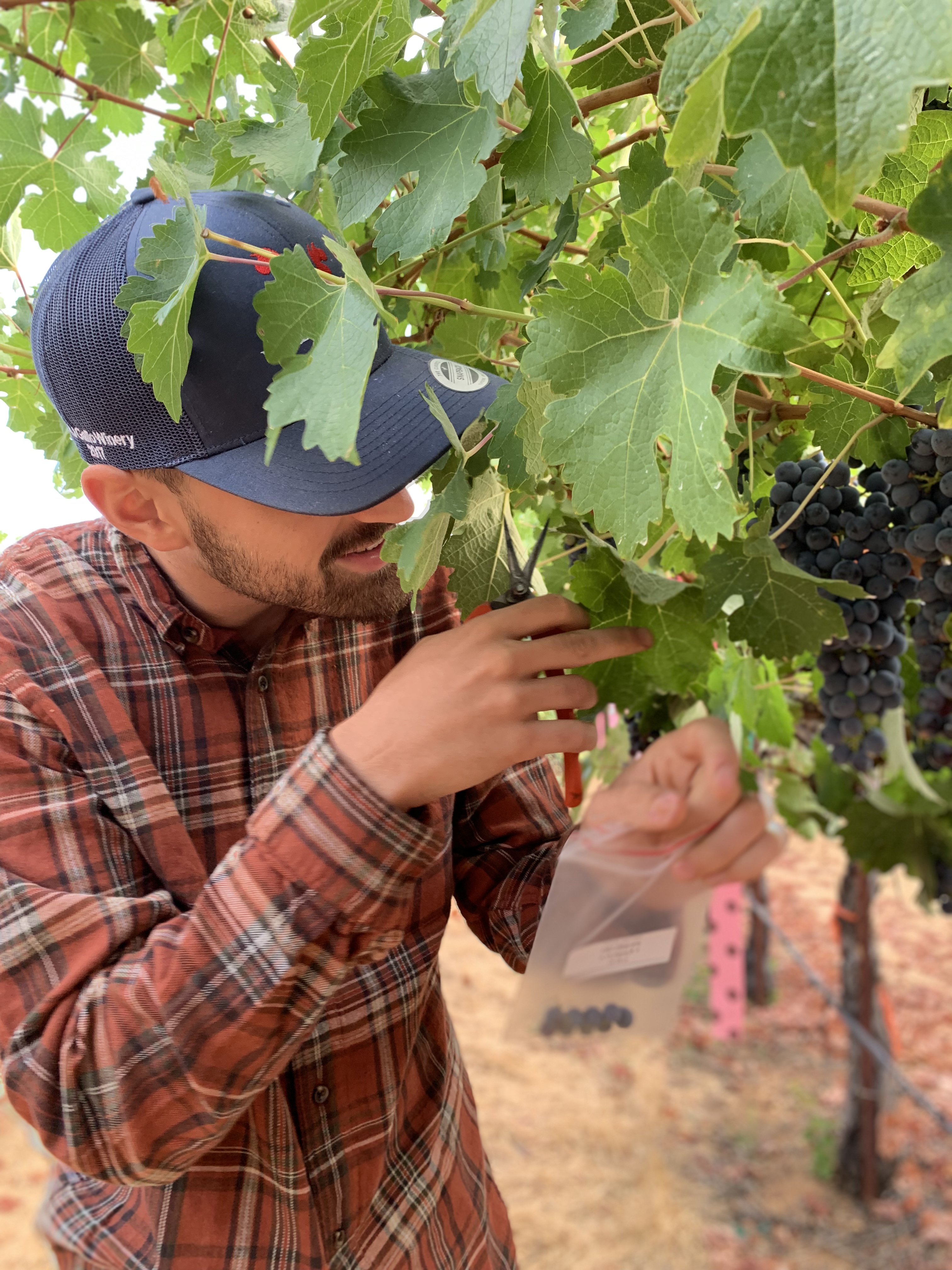 Researcher Pietro Previtali collecting sample Cabernet Sauvignon grapes for the study, San Joaquin Valley, California. Image supplied by University of Adelaide.