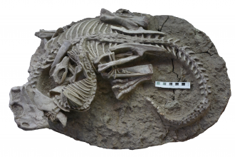 Entangled Psittacosaurus (dinosaur) and Repenomamus (mammal) skeletons
