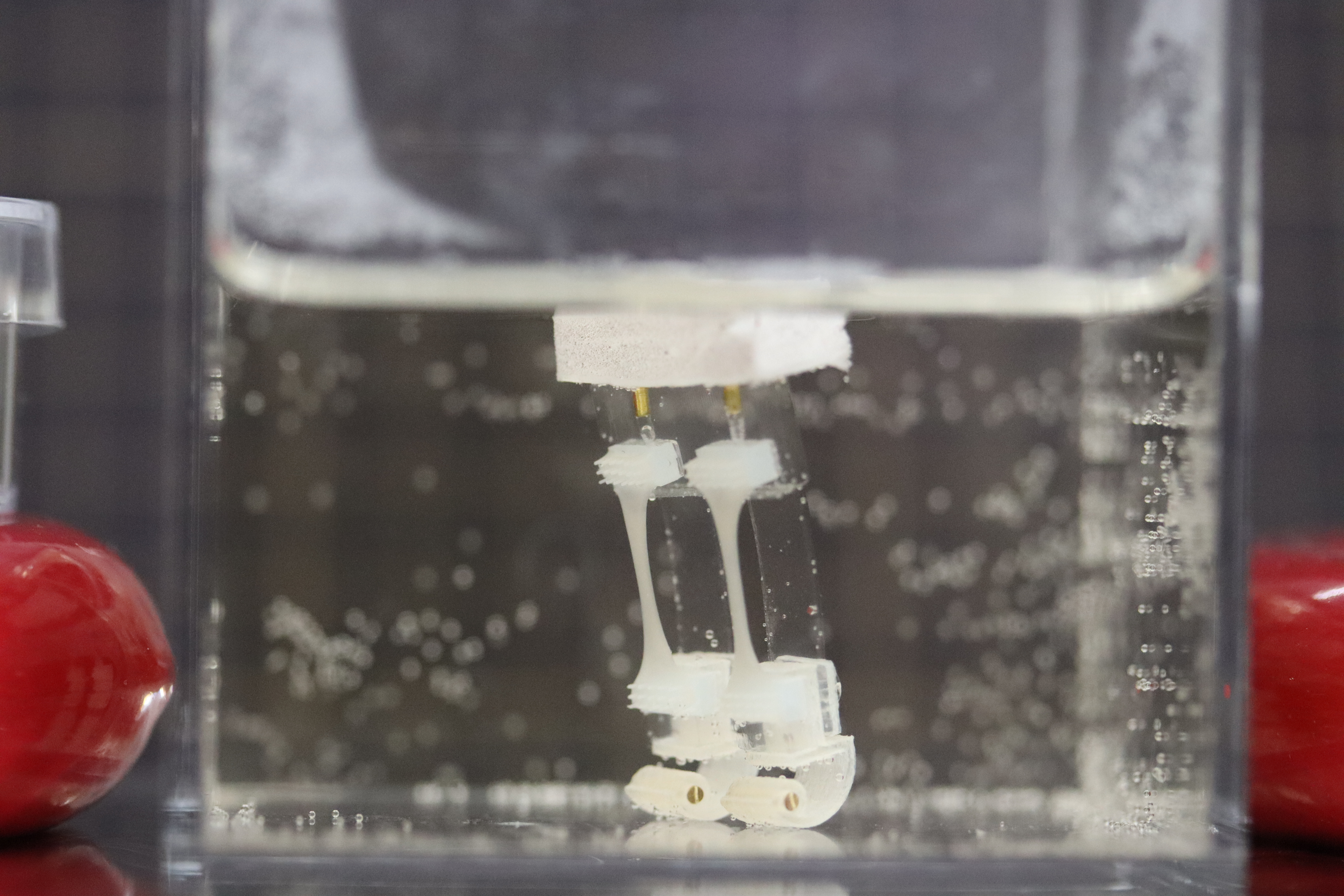 Two-legged biohybrid robot CREDIT Shoji Takeuchi research group University of Tokyo