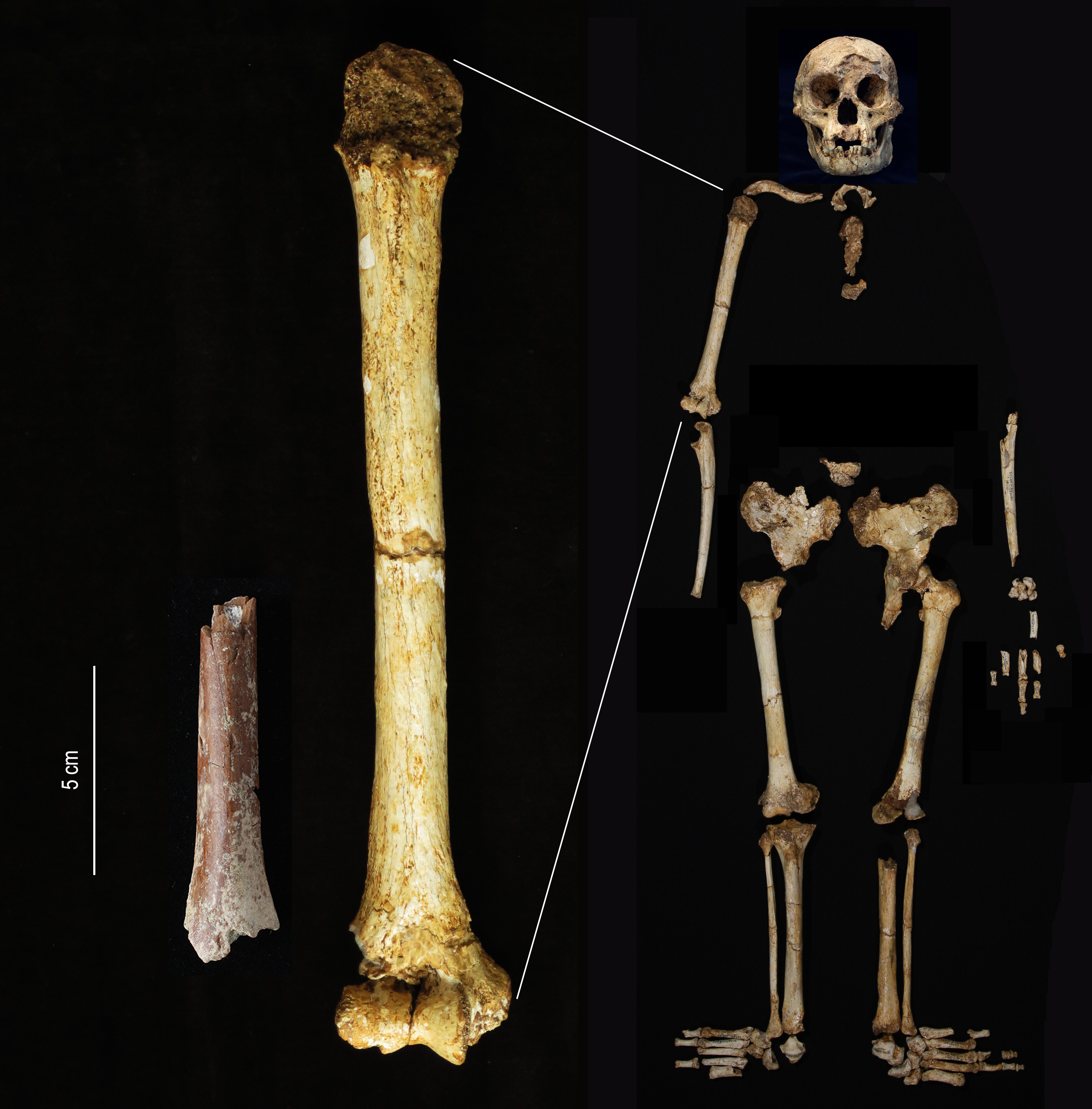 The Mata Menge humerus fragment (left) shown at the same scale as the humerus of Homo floresiensis from Liang Bua. (Photo credit: Yousuke Kaifu) 