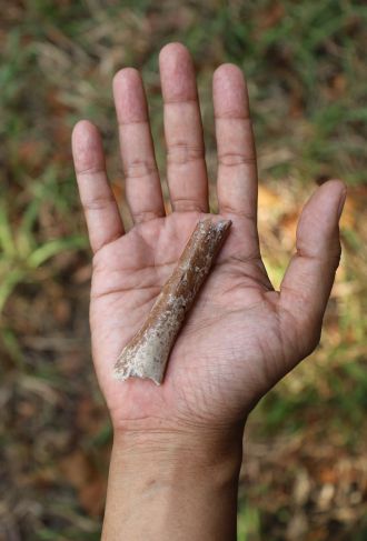 Arm bone