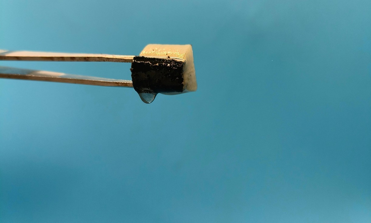 A pair of tweezers squeezes water from the spongy material developed by the team. Credit: Xingying Zhang 