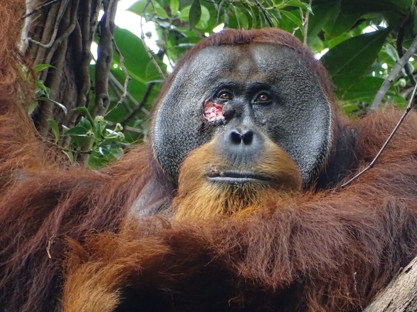 Facial wound of adult flanged male Rakus (photo taken on June 23, two days before applying the plant mesh to the wound). Credit: Armas