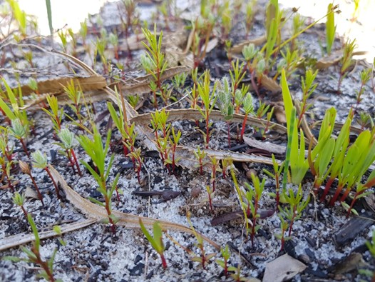 Diverse soil seedbank composed of mostly perennials after smoking. We found 107 species across all restoration ages. Photo credit: Ebony Cowan.