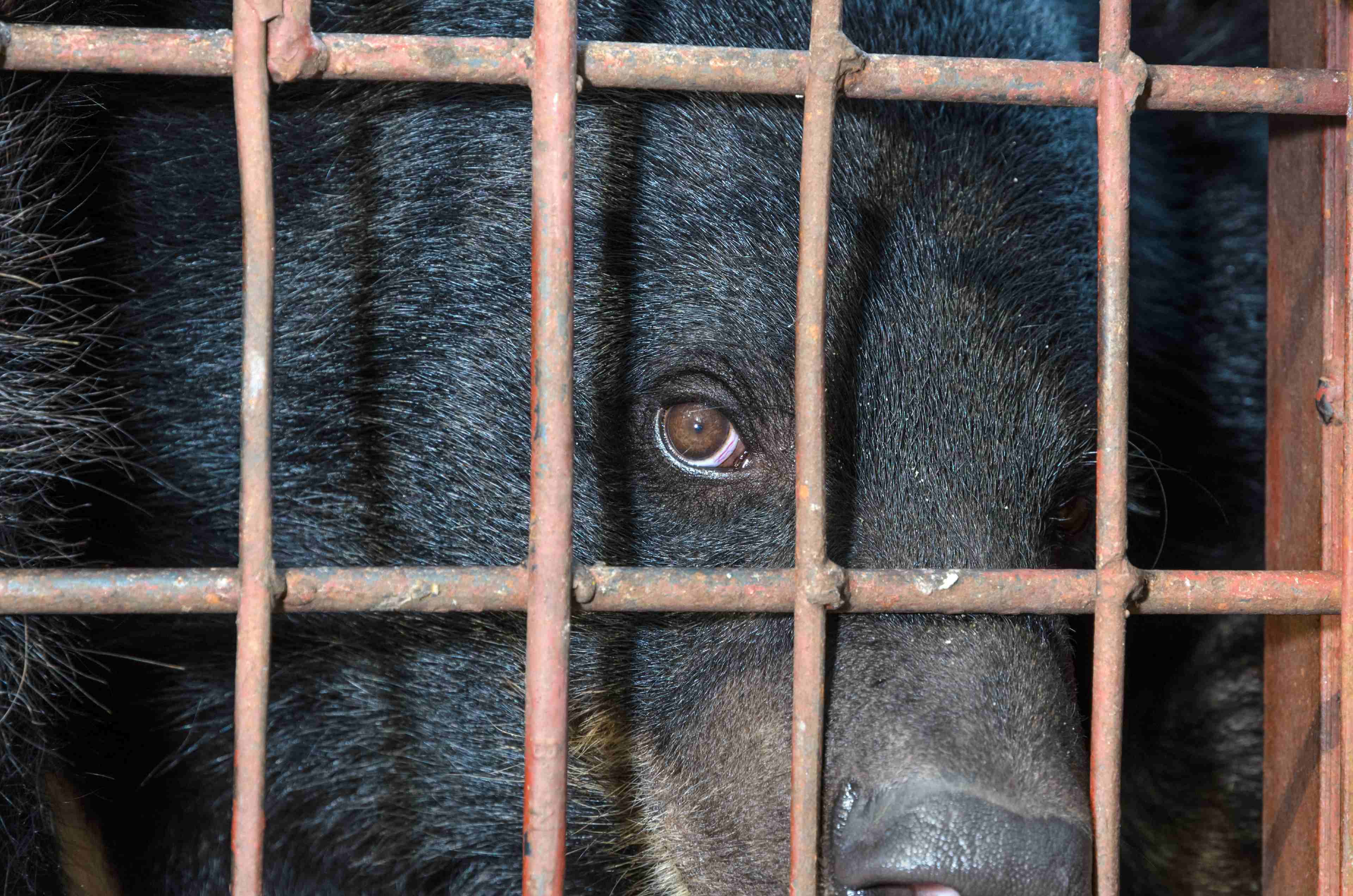 Asiatic black bear in a cage. The sad reality of the illegal wildlife trade. Photo by yongkiet - iStock