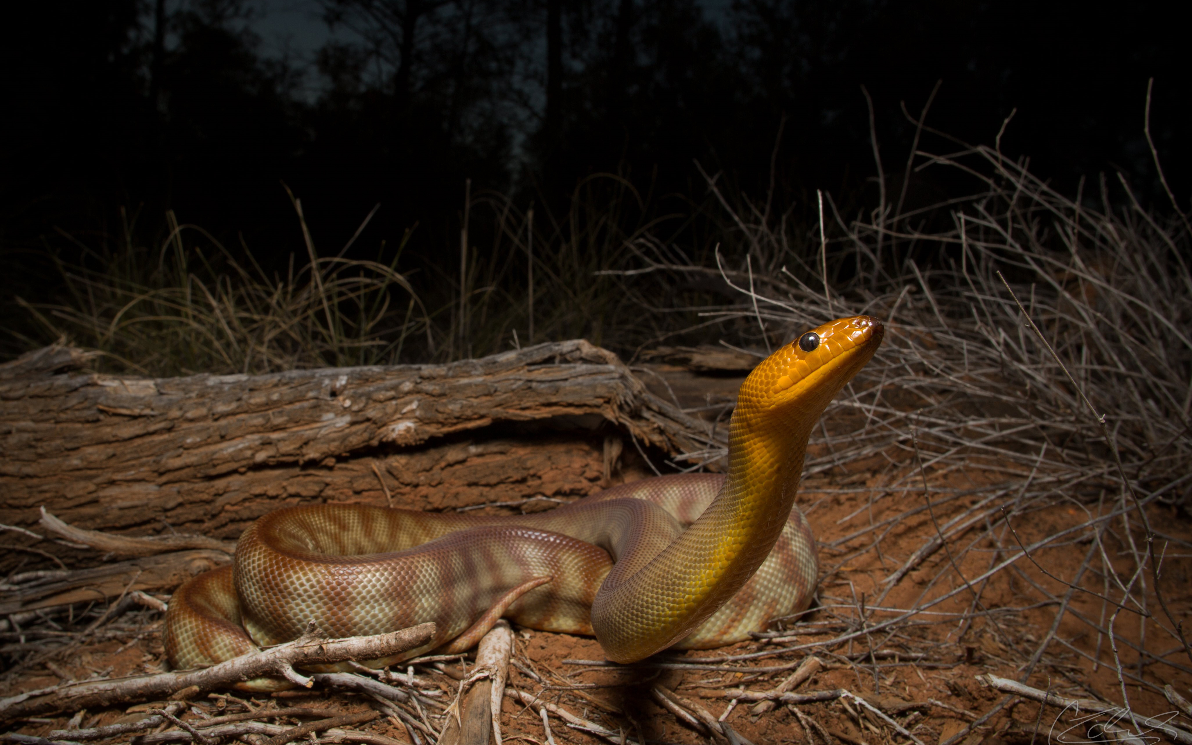 Credit: Dr Christina Zdenek