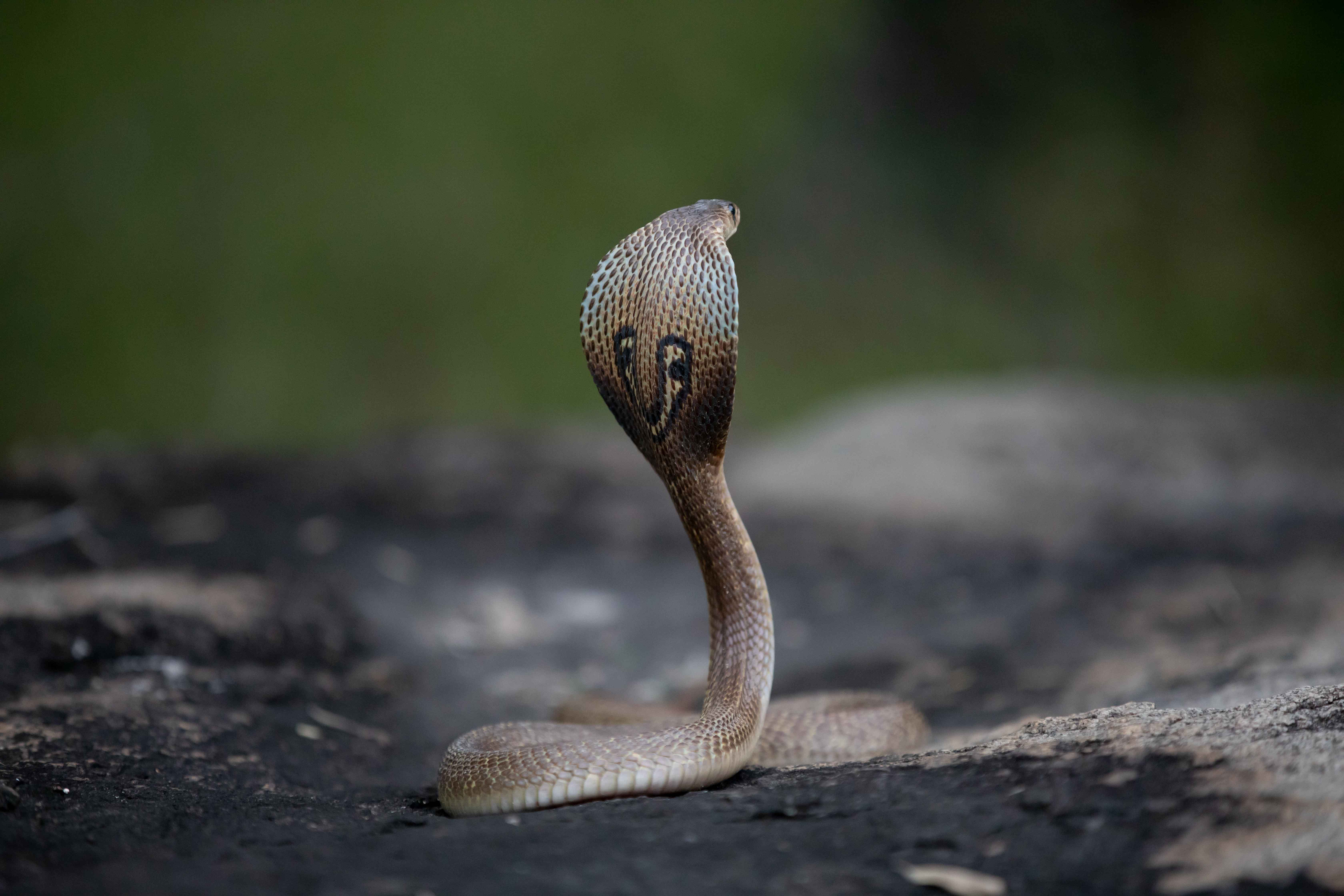 Indian Cobra. Image: Anil Sharma