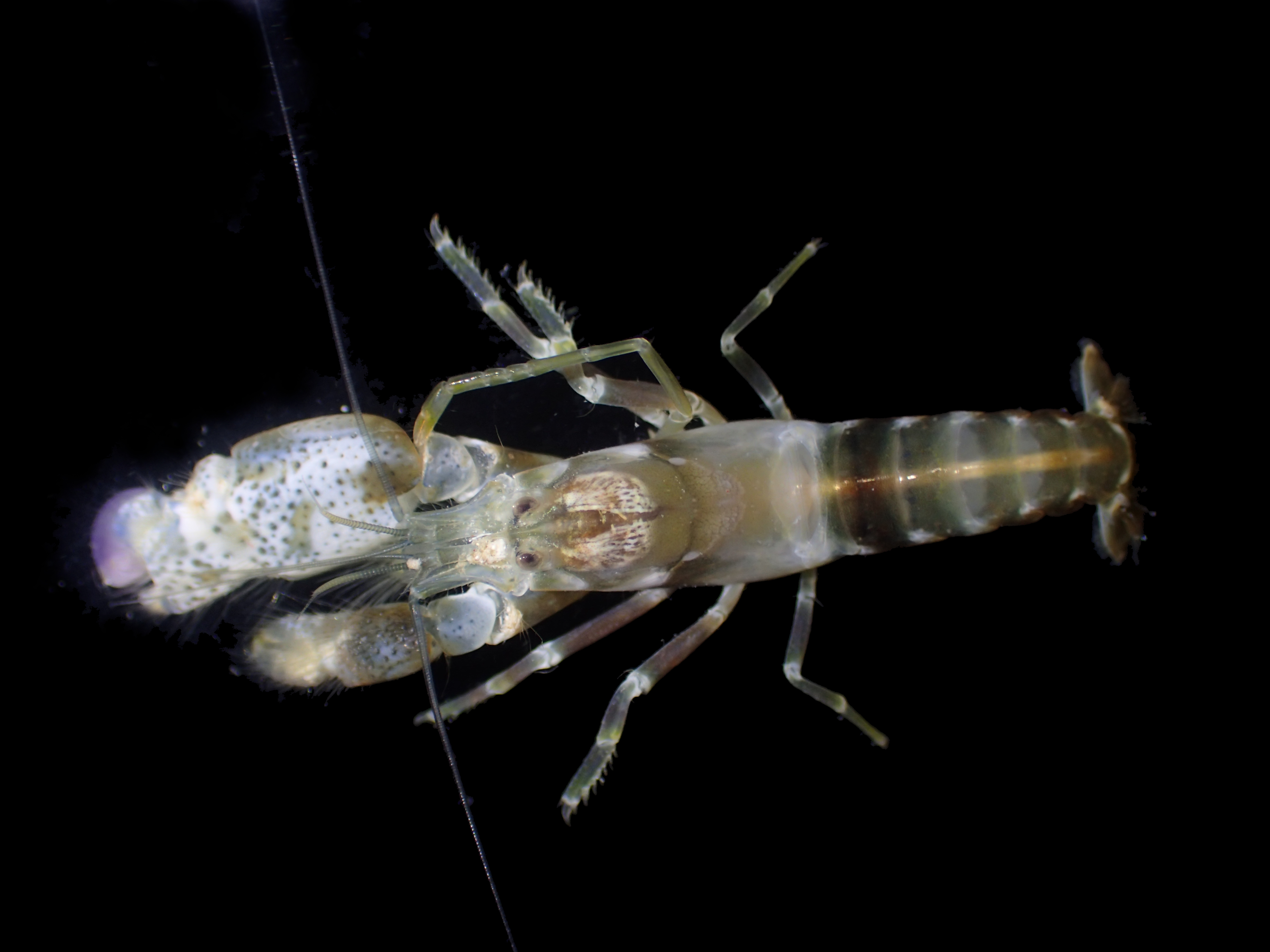 Andrew Hosie @ WA Museum