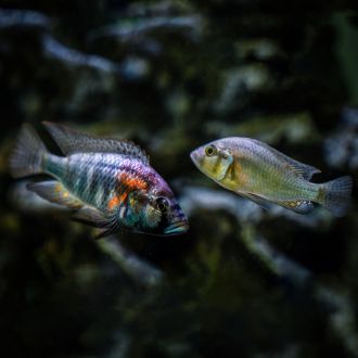 Dominant and subordinate social cichlids