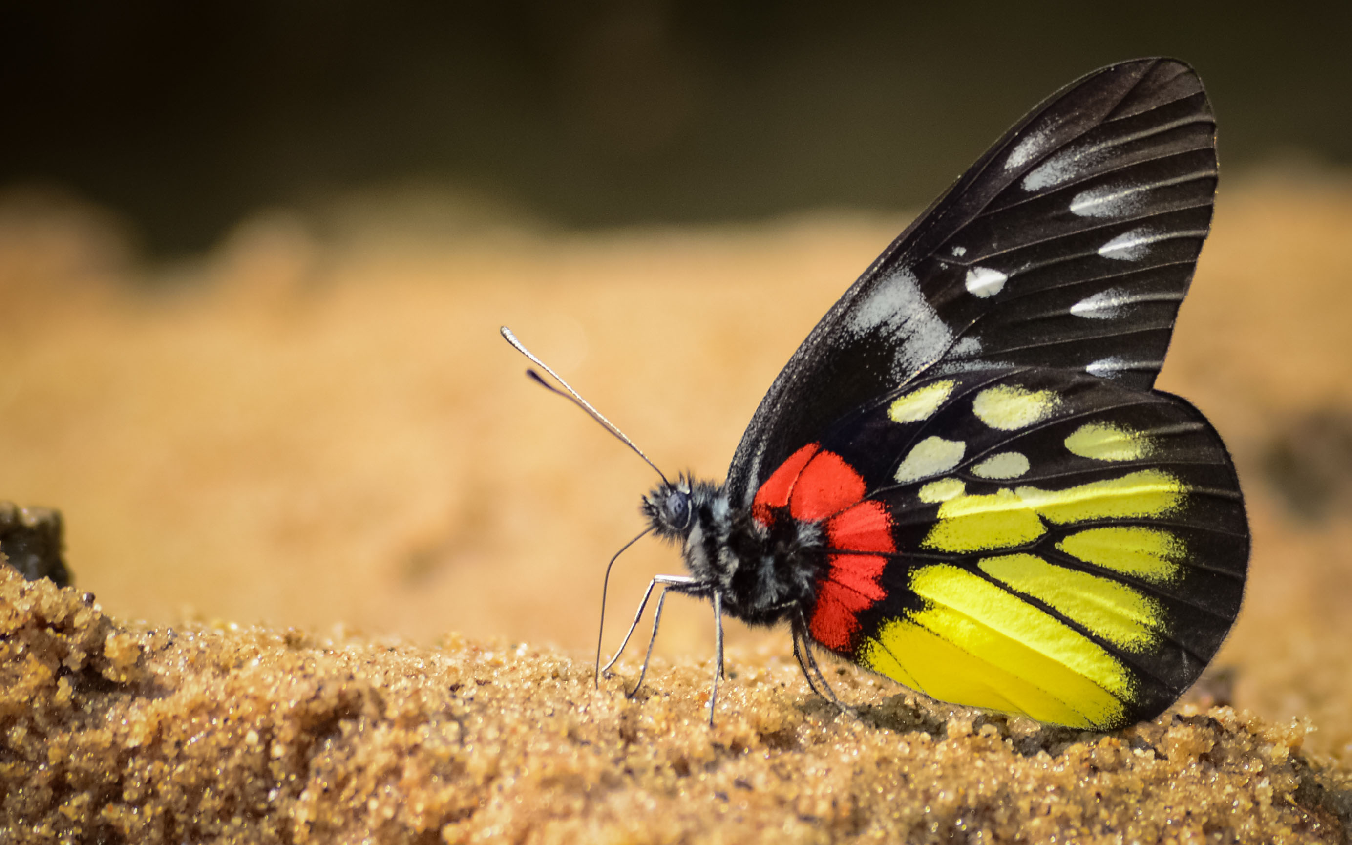 Red-base Jezebel (Delias pasithoe). Image: Dr Shawan Chowdhury.