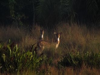 Spotted deer
