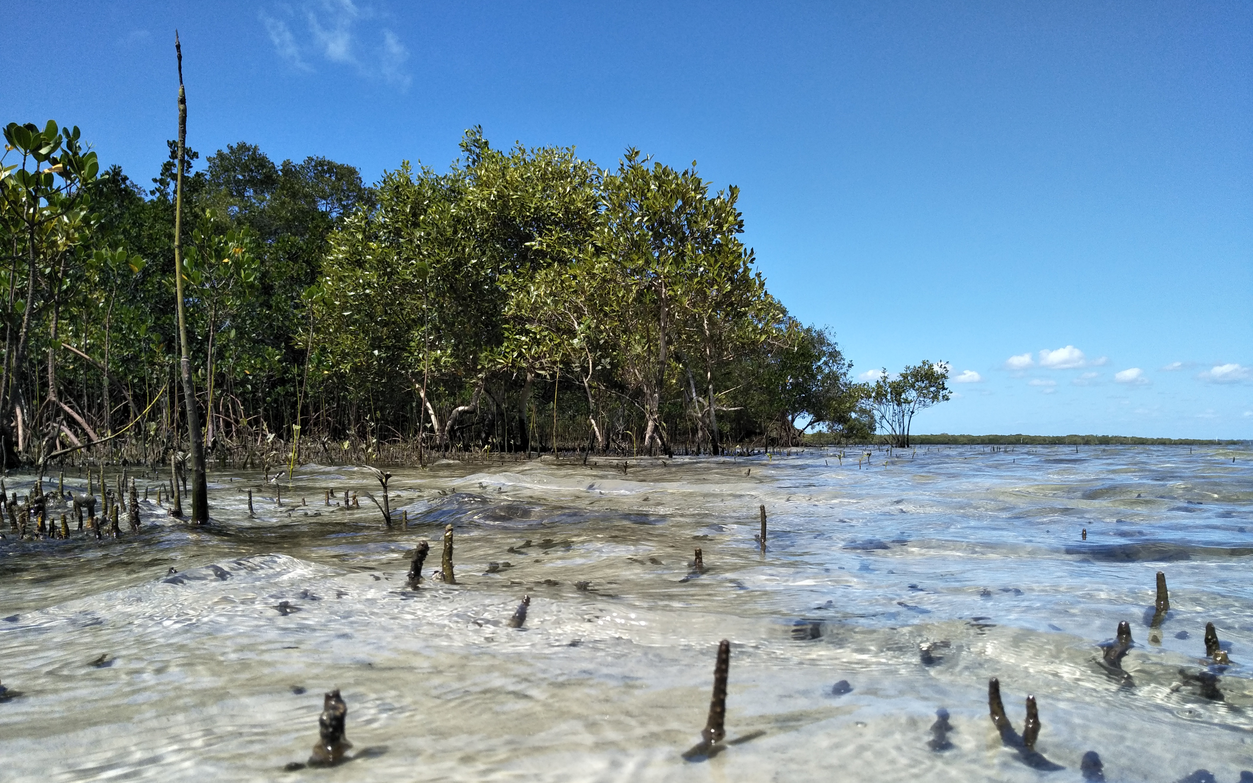 Mangroves at Minjerribah, Moreton Bay Marine Park, Queensland, Australia (Image: E. Cunningham)