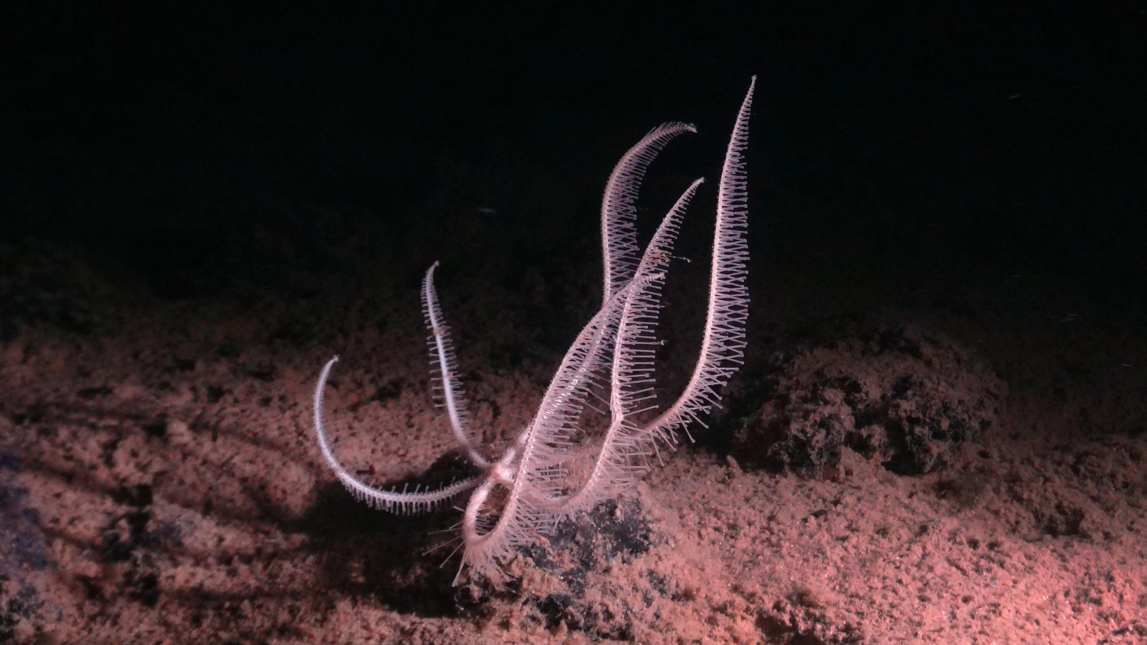 Credit:  Smartex Project/NERC