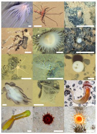 Examples of seabed species that inhabit the abyssal Pacific seafloor