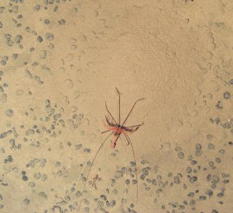 A 'mount-building' shrimp