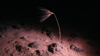 A likely undescribed species of crinoid 