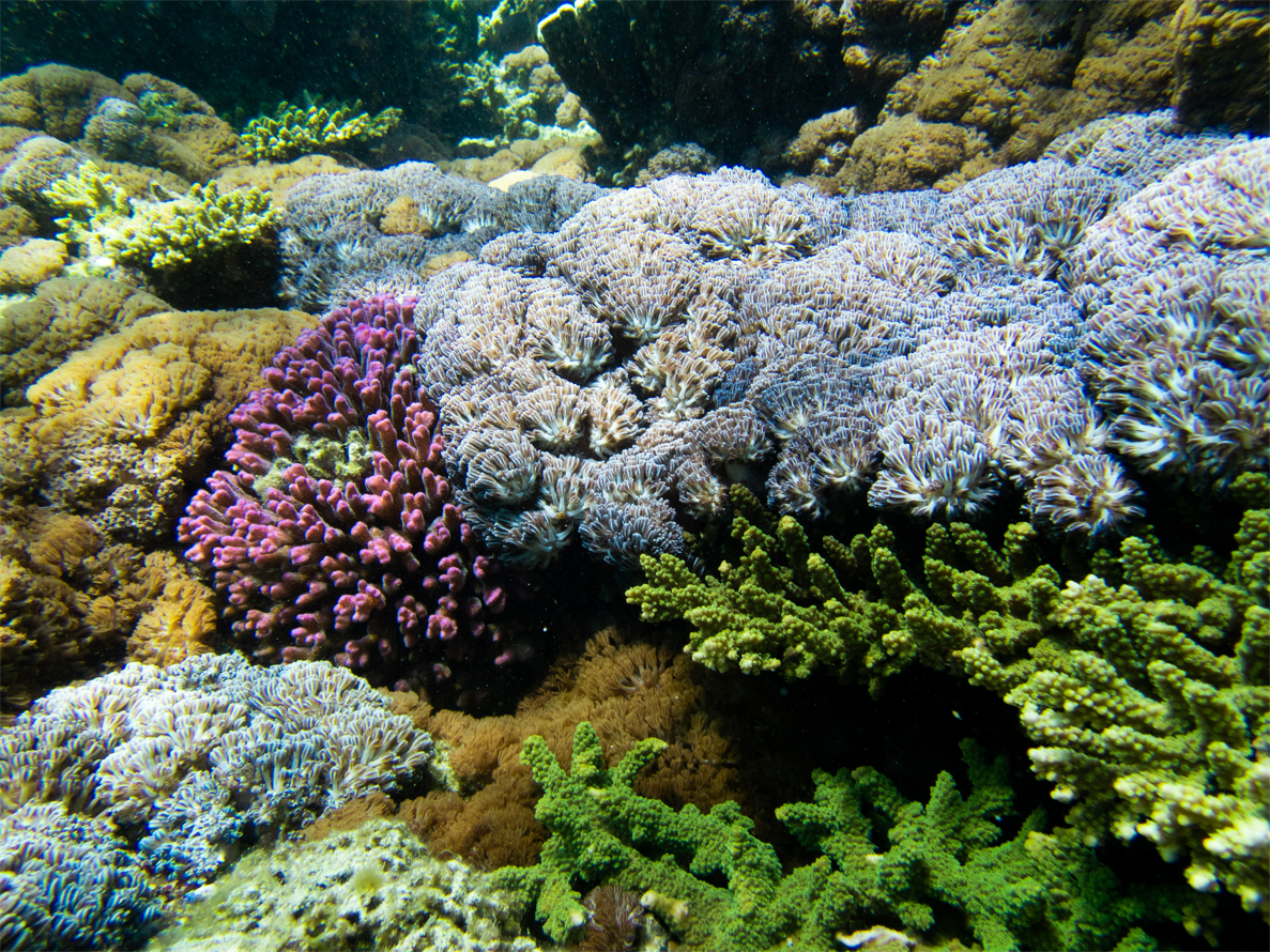 Soft marine coral Xenia cf crassa (blue) among the branches of an Acropora hard coral (green). Photo: Rosie Steinberg.
