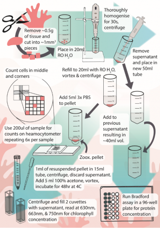 Protocol for extracting and measuring chlorophyll (and other symbionts)