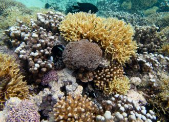 ACRS Diversity 3 anemonefish