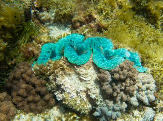 ACRS diversity 1 clam