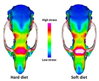 Skull models reveal impact of soft food diet on captive animals