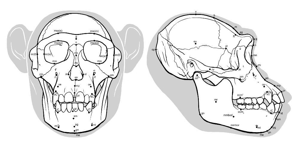 Cephalometric landmarks – measurements of the skull –  are critical for accurate measurements of facial soft tissue such as in these numerous landmarks positioned on the skull of a chimpanzee. Image: Ryan M. Campbell.