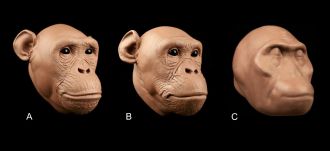 The soft tissue approximations of hominid faces.