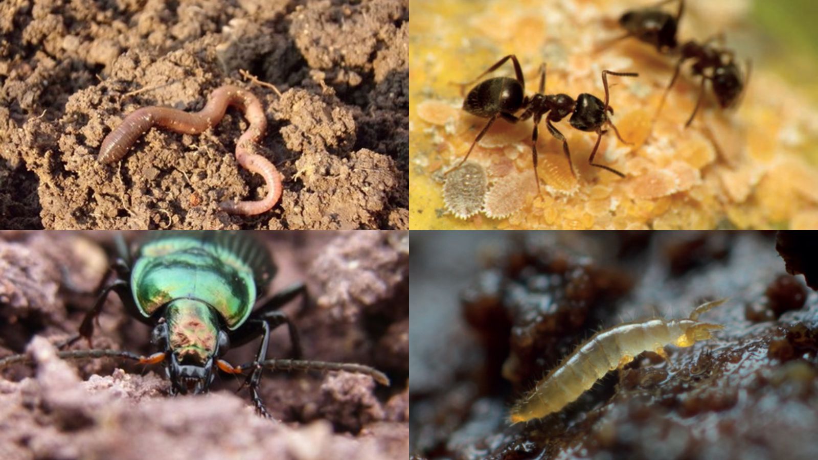 Global Soil Biodiversity Atlas