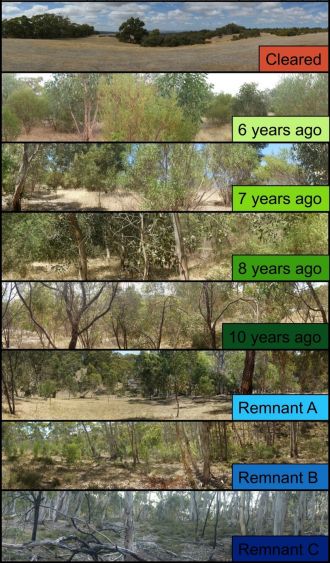 Photos of the revegetation site over the years 