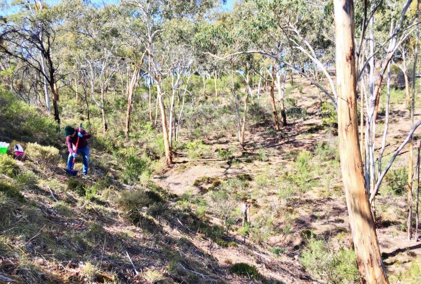 Flinders University researchers study soils for signs of bushland restoration ecology.