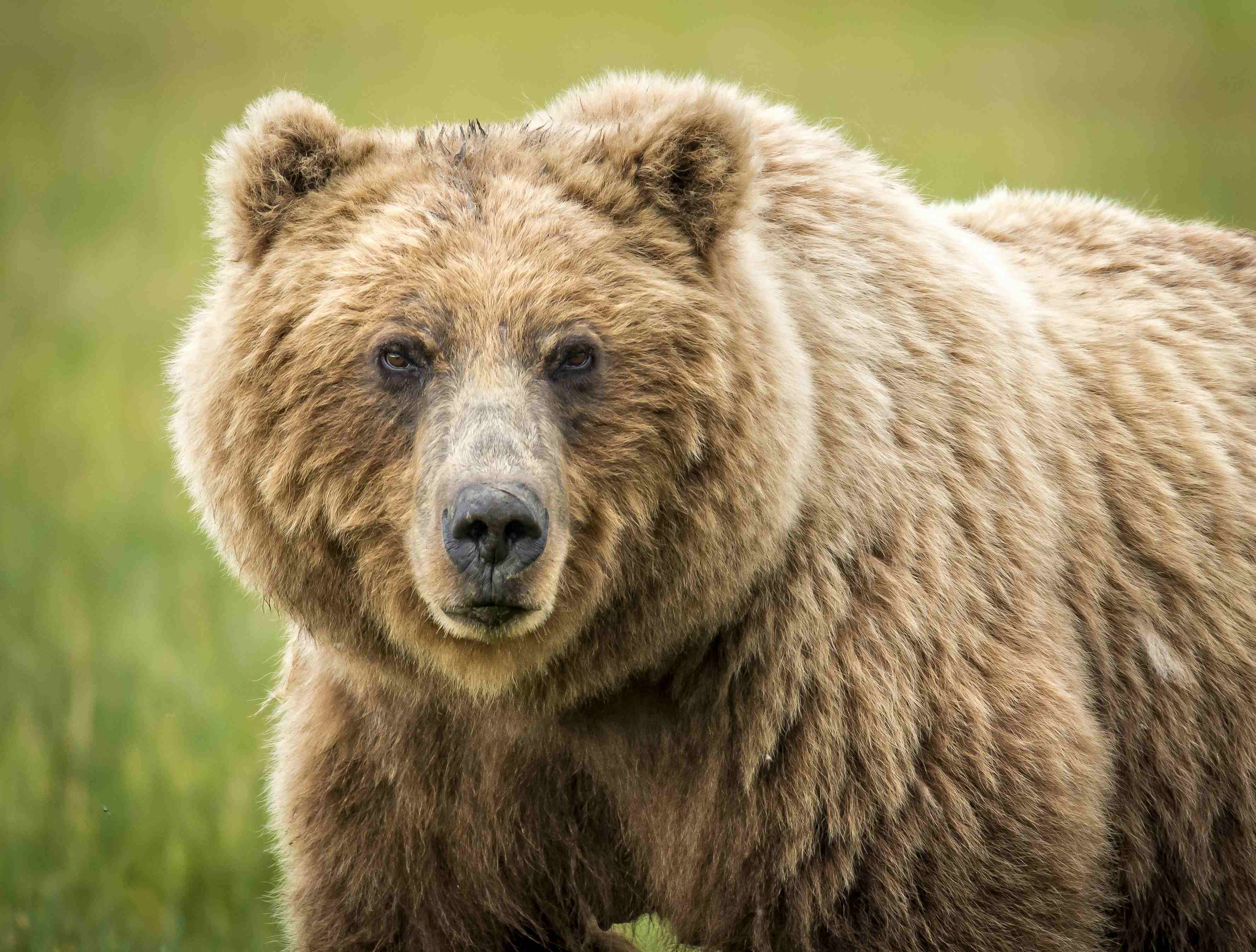 Brown bears (or grizzly bears) mysteriously disappeared from some parts of North America for thousands of years prior to the last Ice Age and later reappeared, walking from Russia to Alaska across the Bering Land Bridge. Researchers suggest climate change could be the reason why.  Photo from Pixabay by jdaypix.