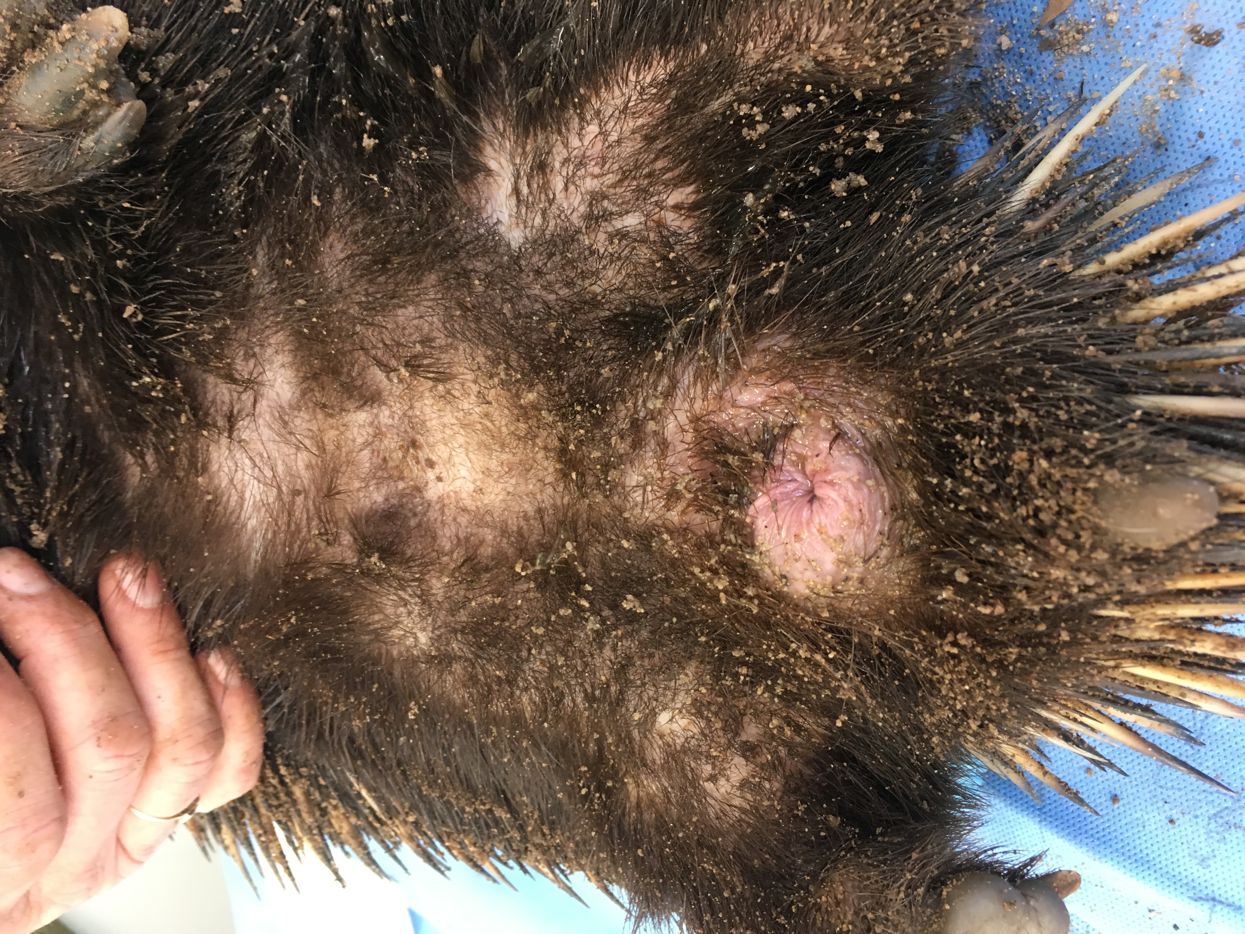 The echidna's penis is stored internally when not in use. Image: Jane Fenelon